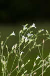 Dixie stitchwort